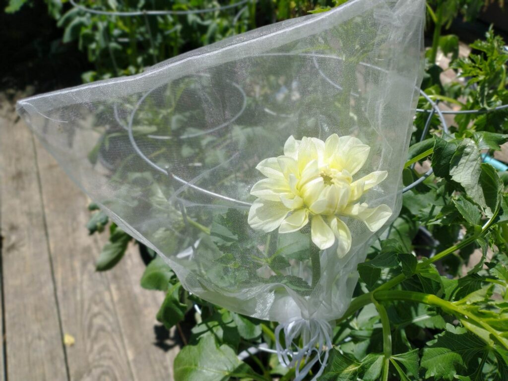 Photo of an organza bag closed around the yellow bloom of a dahlia.