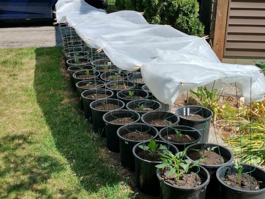 Photo of a shade tarp over many dahlias in pots.