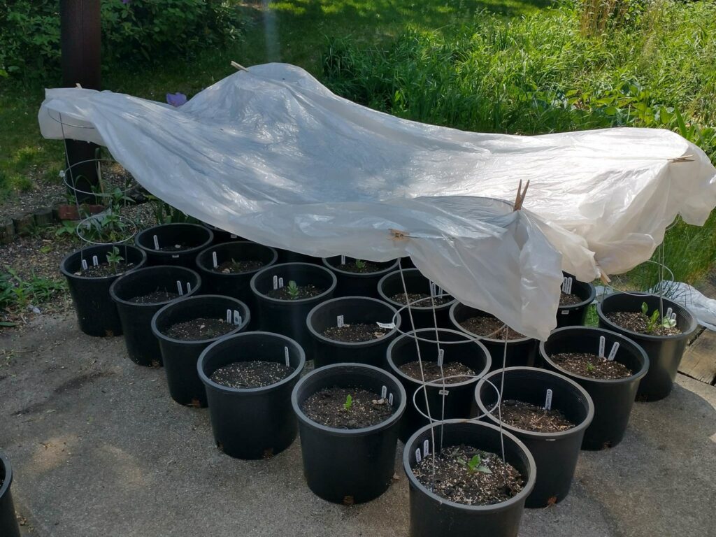 Photo of a shade tarp over a dozen or so dahlia pots, partially in the shade.