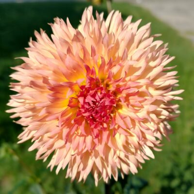 Lakeview Peach Fuzz