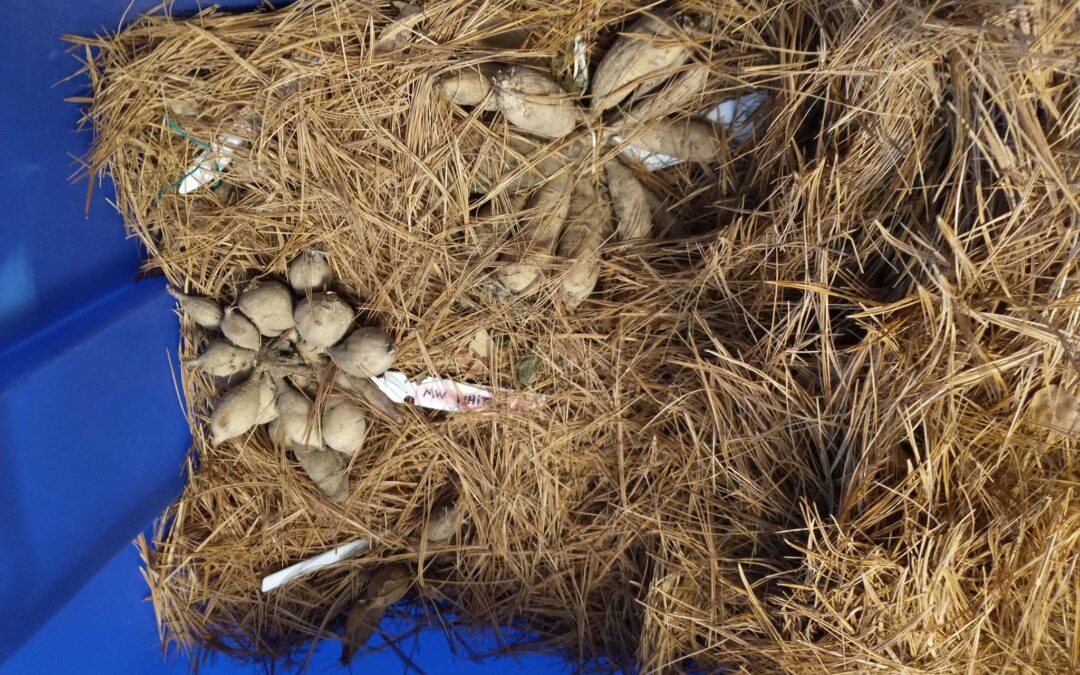 How to Store Dahlia Tubers for Winter