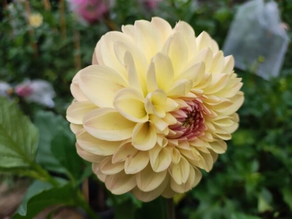 Clearview Peachy