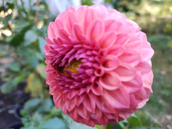 KA’s™ Kelti Rose