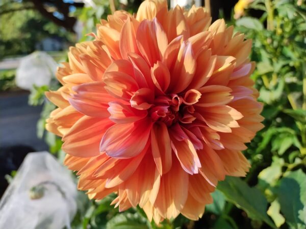 Robann Creamsicle