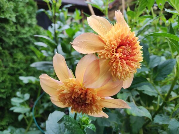 Sandia Brocade